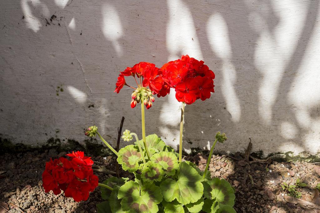 Family House Garden Villa Ponta Delgada Cameră foto